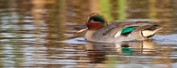 Male Teal.."Anas crecca"...In warm Autumnal colours.