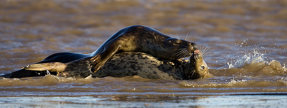 Grey Seals in courtship