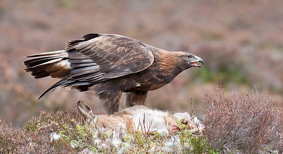 Golden Eagle on carcass "Aquila chrysaetos"...