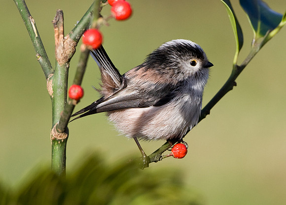 Long Tailed Tit ...." Aegithalos caudatus"