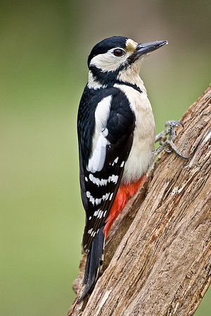 Female Great Spotted Woodpecker.... "Dendrocopos major"