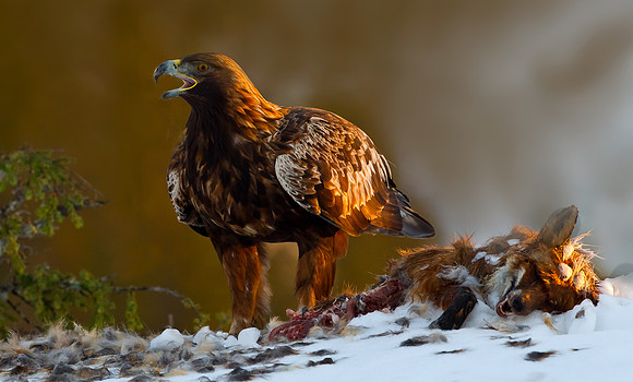 Golden Eagle calling ... "Aquila chrysaetos"...