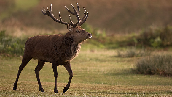 Stag in rutting season UK