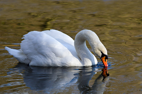 Mute Swan   ..... "Cygnus olor"