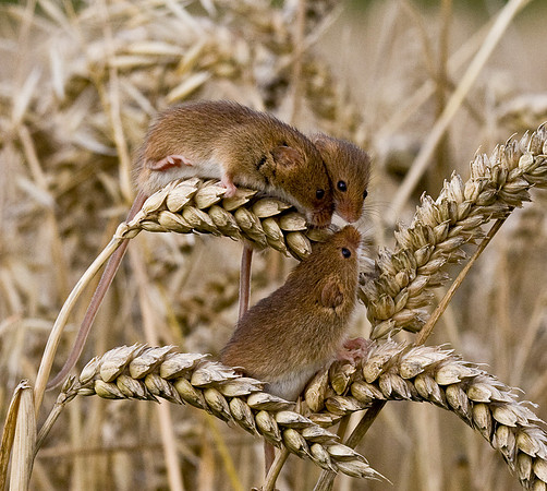 3 Harvest Mice  .... "Micromys minutus"
