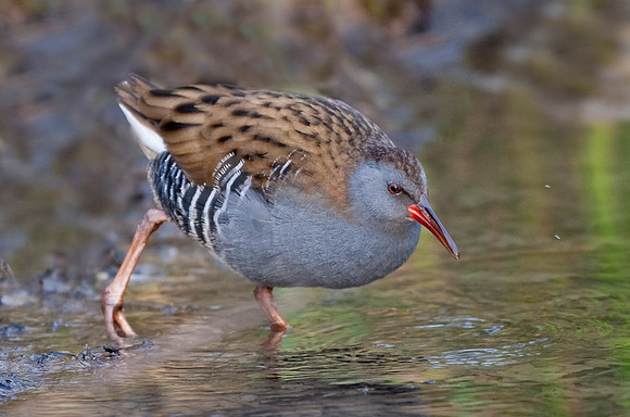 Water Rail   ..... "Rallus aquaticus"