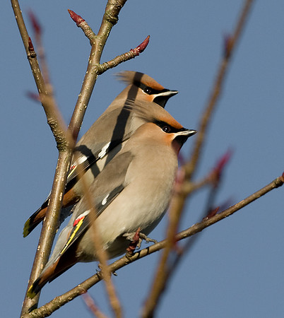 Waxwings