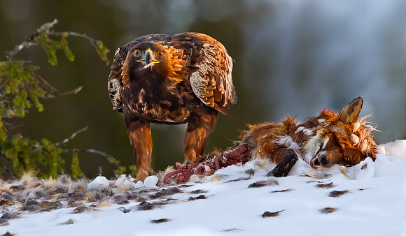 Golden Eagle .. "Aquila chrysaetos"...