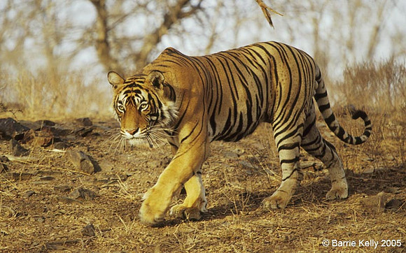 Bengal Tiger.. Ranthambhore National Park India.