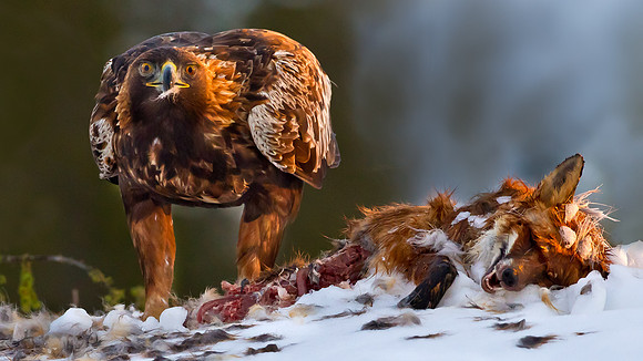 Golden Eagle on prey