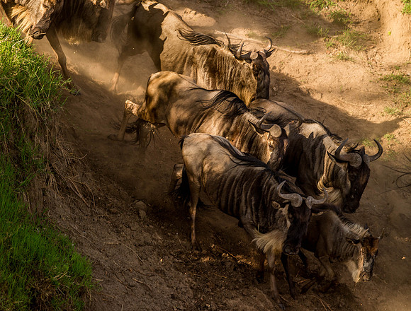 _D9R7487.. Wildebeest...."Connochaetes taurinus"..Masai Mara