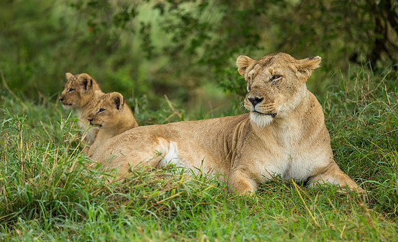 _J0A2588 ...Lioness ...."Panthera Leo".. With her two cubs. Masai Mara Kenya.