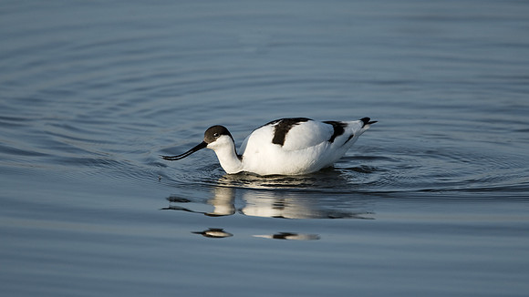 Avocet......"Recurvirostra avosetta"