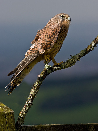 Kestrel