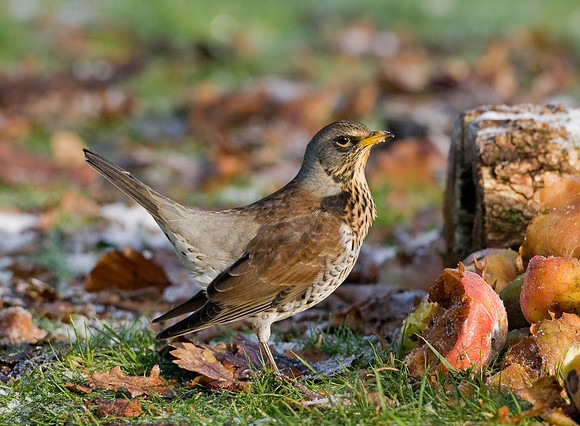 Fieldfare  ....  "Turdus pilaris"