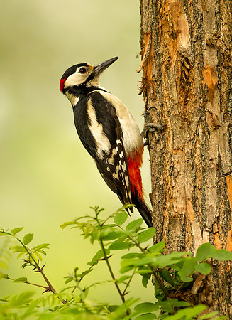 Great Spotted Woodpecker ... "Dendrocopos major"...male